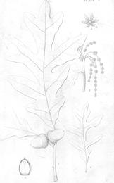 White oak bark, Quercus alba. Botanical plate: A report on the trees and shrubs growing naturally in the forests of Massachusetts - Publi