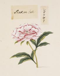 White peony root, Paeonia lactiflora. Botanical plate: Naturalis Biodiversity Center - RMNH.ART.740 - Paeonia lactiflora - Yūshi Ishizaki - Cock 