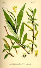 White willow bark, Salix alba. Botanical plate: Illustration Salix alba0