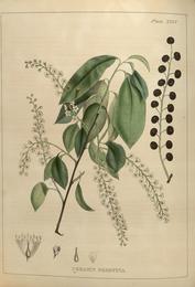 Wild cherry bark, Prunus serotina. Botanical plate: Illustrations of medical botany (Plate XXXV) BHL5878531