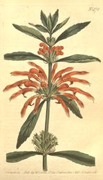 Wild dagga (lion's ear), Leonotis leonurus. Botanical plate: The Botanical Magazine, Plate 478 (Volume 14, 1800)