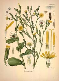 Wild lettuce, Lactuca virosa. Botanical plate: Köhler's Medizinal-Pflanzen in naturgetreuen Abbildungen mit kurz erläuterndem Texte (Plat