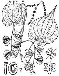 Wild yam, Dioscorea villosa. Botanical plate: Dioscorea villosa L. Wild yam