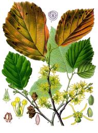 Witch hazel, Hamamelis virginiana. Botanical plate: Hamamelis virginiana - Köhler–s Medizinal-Pflanzen-070