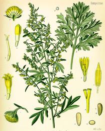 Wormwood, Artemisia absinthium. Botanical plate: Artemisia absinthium (Köhler)