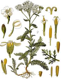 Yarrow, Achillea millefolium. Botanical plate: Achillea millefolium - Köhler–s Medizinal-Pflanzen-149