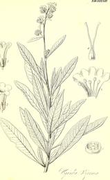 Yerba santa, Eriodictyon californicum. Botanical plate: The botany of Captain Beechey's voyage; comprising an acount of the plants collected by Me