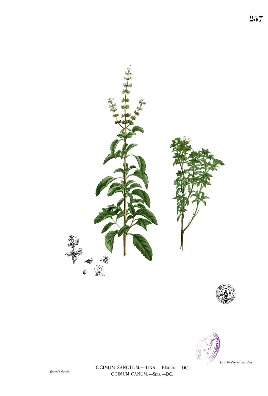 Tulsi (holy basil), Ocimum tenuiflorum. Botanical plate: Ocimum sp Blanco2.257