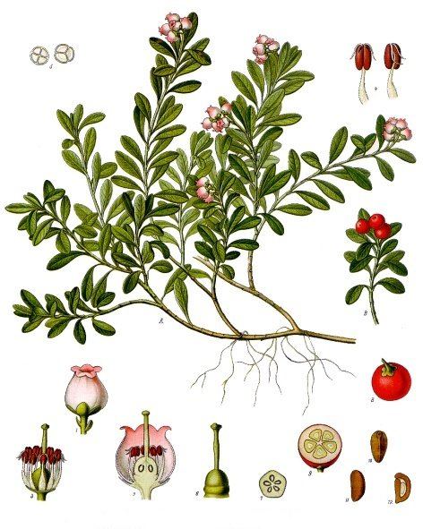 Uva ursi, Arctostaphylos uva-ursi. Botanical plate: Arctostaphylos uva-ursi - Köhler–s Medizinal-Pflanzen-013