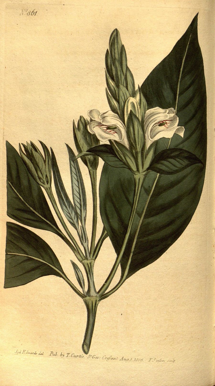 Vasaka, Justicia adhatoda. Botanical plate: Curtis's botanical magazine (No. 861) (8471018664)