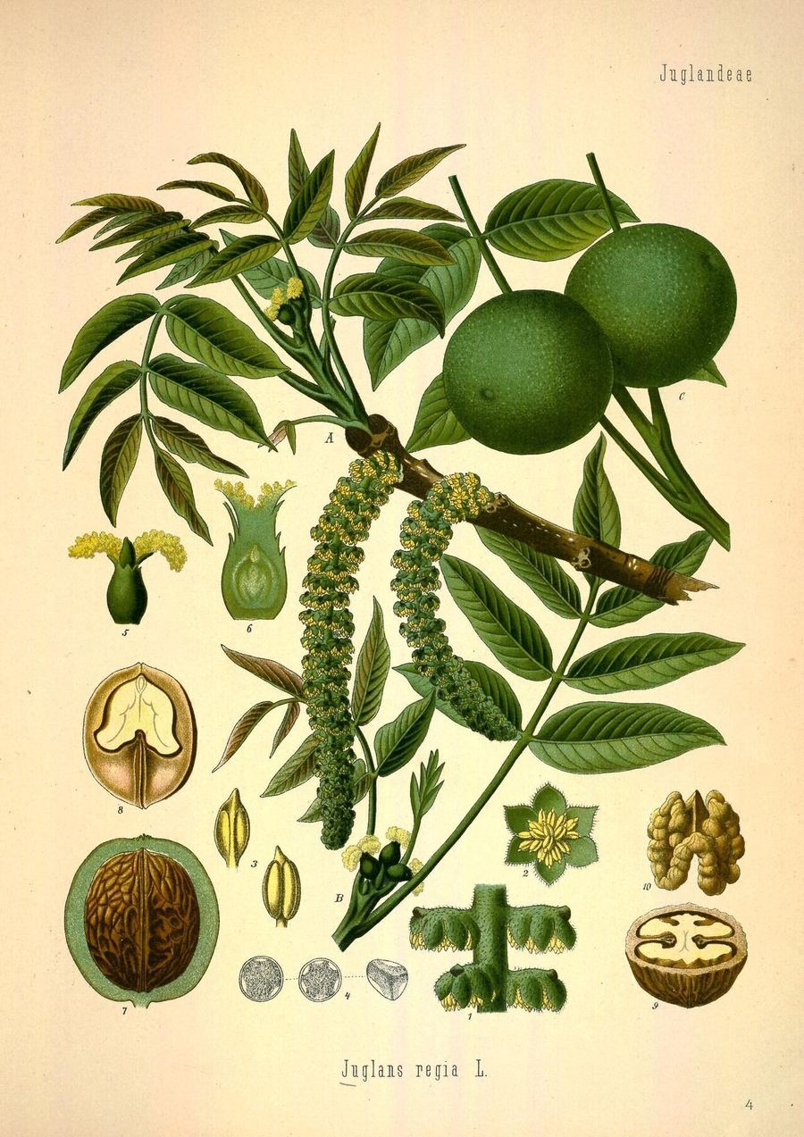 Walnuts, Juglans regia. Botanical plate: Köhler's Medizinal-Pflanzen in naturgetreuen Abbildungen mit kurz erläuterndem Texte (Plat