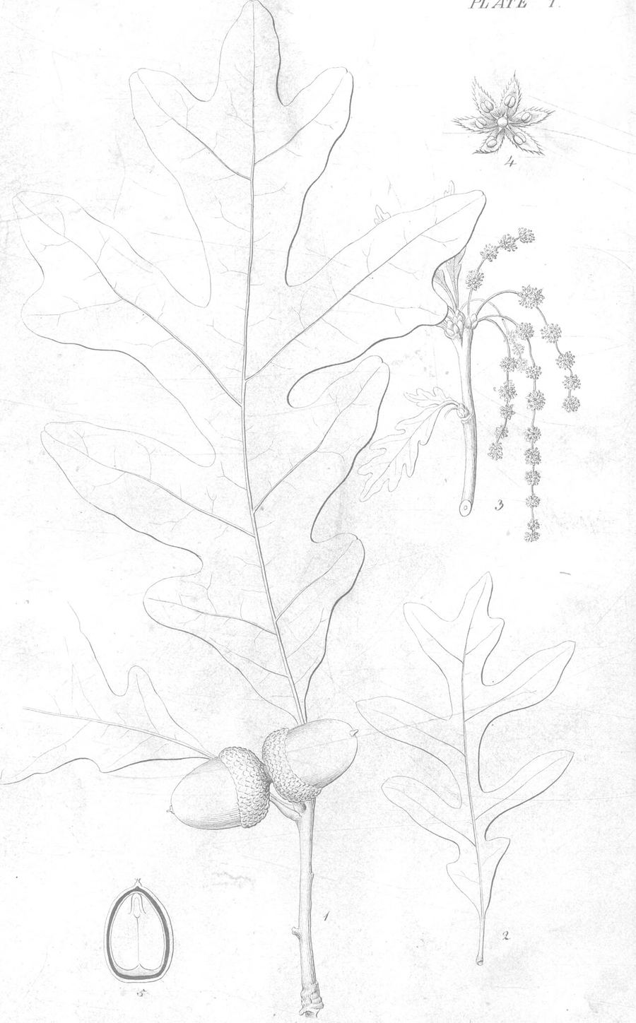 White oak bark, Quercus alba. Botanical plate: A report on the trees and shrubs growing naturally in the forests of Massachusetts - Publi