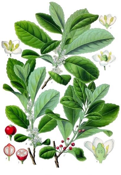 Yerba mate, Ilex paraguariensis. Botanical plate: Ilex paraguariensis - Köhler–s Medizinal-Pflanzen-074